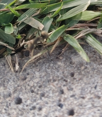 Camponotus