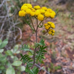 Hippia frutescens