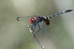 Dythemis fugax