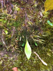 Utricularia unifolia