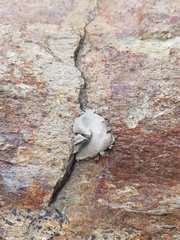Umbilicaria hirsuta