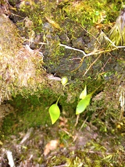 Utricularia unifolia