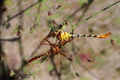 Erpetogomphus designatus