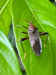 Nematopus