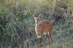 Tragelaphus sylvaticus