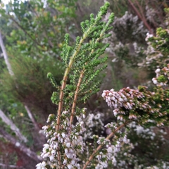 Erica scabriuscula