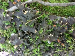 Peltigera praetextata