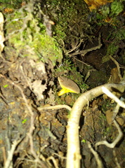 Phylloporus phaeoxanthus