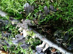 Peltigera praetextata