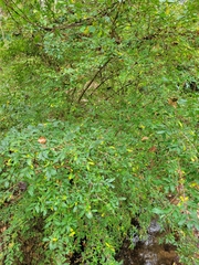 Ligustrum vulgare