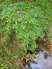 Ligustrum vulgare