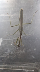 Stagmomantis limbata