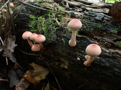 Gymnopilus luteofolius