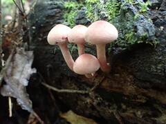 Gymnopilus luteofolius
