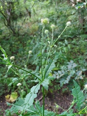 Dipsacus pilosus