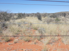 Aristida adscensionis