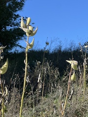 Asclepiadoideae