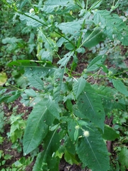 Dipsacus pilosus