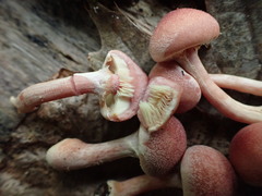 Gymnopilus luteofolius