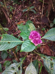 Palicourea chiriquiensis