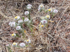 Helichrysum argyrosphaerum