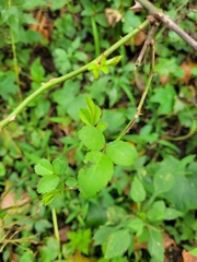 Rosa multiflora