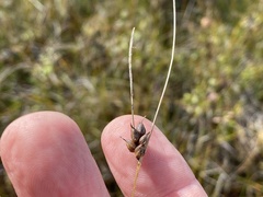 Carex oligosperma