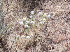 Helichrysum argyrosphaerum