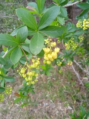 Berberis laurina