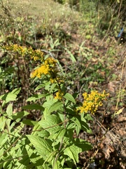 Solidago rugosa