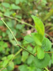 Rosa multiflora