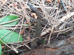 Afrogecko porphyreus