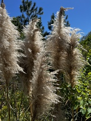 Cortaderia selloana
