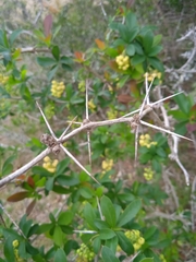 Berberis laurina