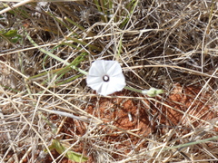 Convolvulus ocellatus