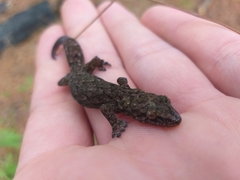 Afrogecko porphyreus