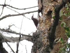 Pygarrhichas albogularis