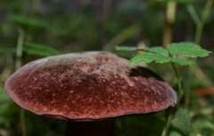 Aureoboletus mirabilis
