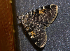 Idia calvaria