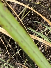 Cortaderia selloana