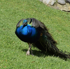 Pavo