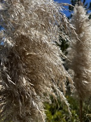 Cortaderia selloana