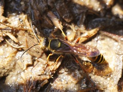 Sceliphron curvatum