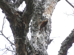 Pygarrhichas albogularis