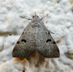 Hemeroplanis historialis