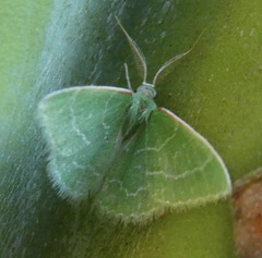 Synchlora