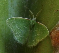 Synchlora