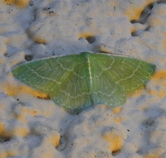 Synchlora