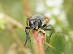 Sphex funerarius