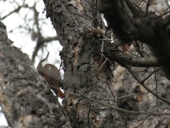 Pygarrhichas albogularis